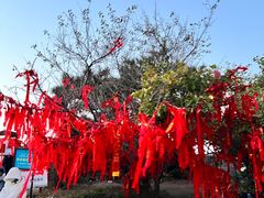 -泰山风景名胜区