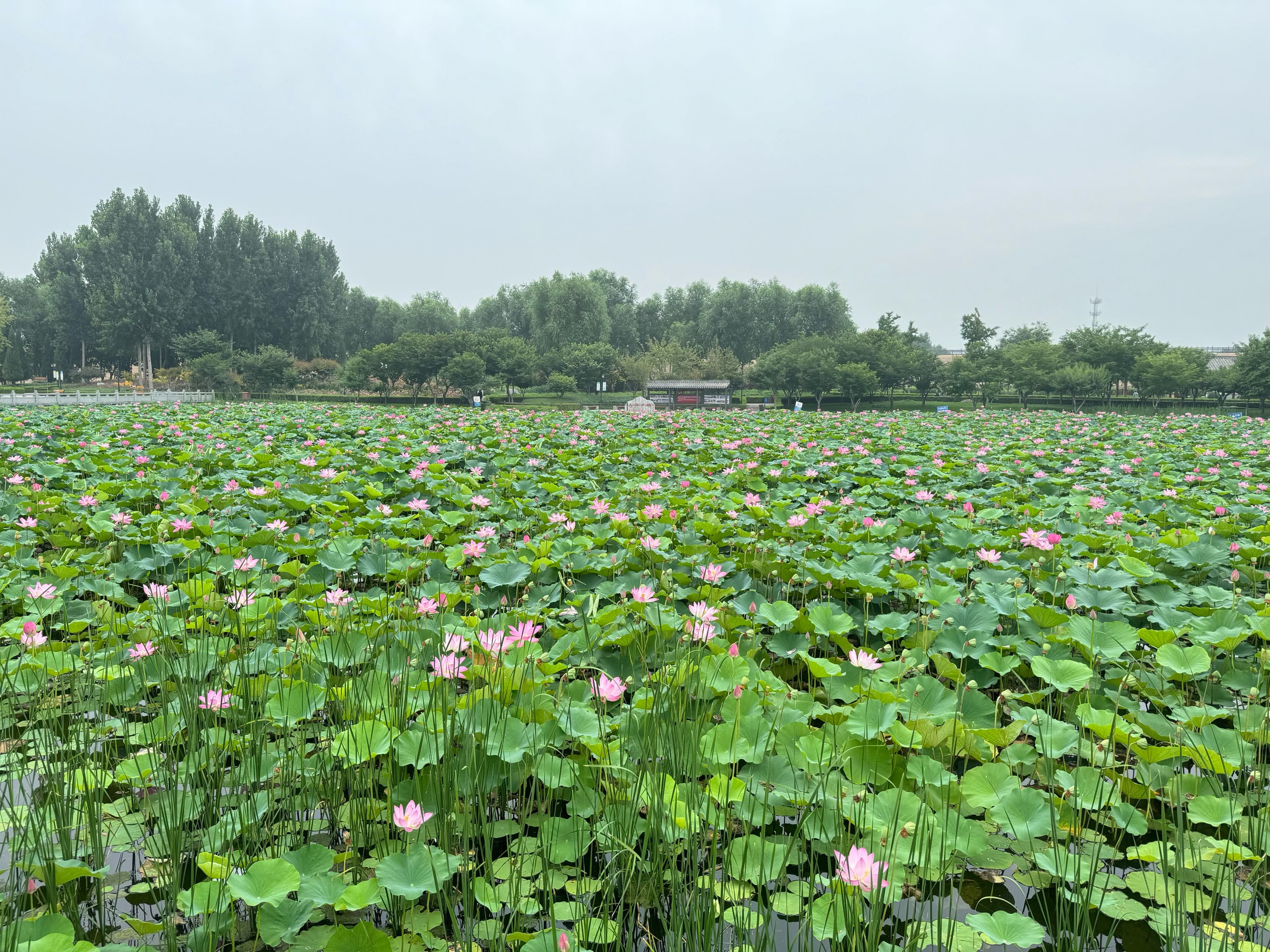 荷花烟正定县委办公室图片