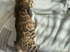 -瑞鹏宠物医院·骨科·猫科·内科(第一中心)