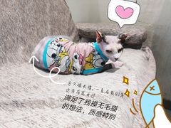 -藏猫猫咖啡主题馆(中央大道店)