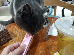 -藏猫猫咖啡主题馆(中央大道店)