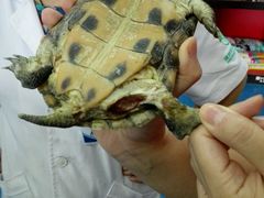 -瑞派·关忠动物医院·异宠专科·犬猫肿瘤·皮肤专科(望京店)