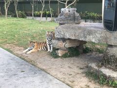 -上海野生动物园老虎餐厅