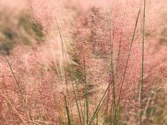 -艾溪湖湿地公园