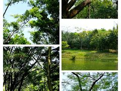 -福田红树林生态公园