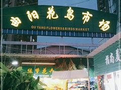 -曲阳花鸟市场(曲阳路店)