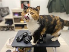 -瑞派康怡24h宠物医院·犬猫医疗中心·微创绝育(瑞景分院)