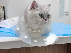 -达爱动物医院·犬猫分区·CT·复杂眼科(远洋山水分院)