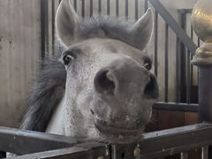 -北京群众马术培训基地