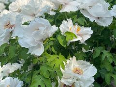 -洛阳市隋唐城遗址植物园