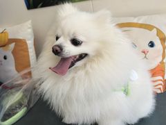 -美联众合动物医院·24h京西诊疗中心