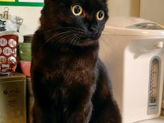 -FAELING PETS美天灵宠物(富力广场店)