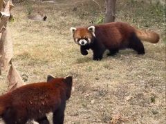 -泉州海丝野生动物世界