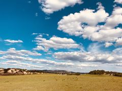 -乌兰布统景区-白桦林