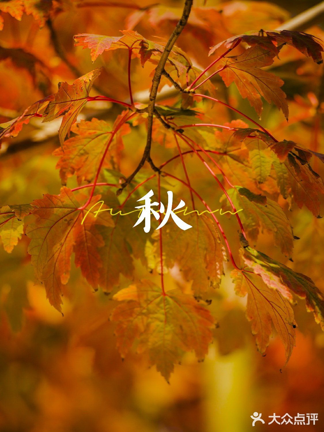 杭州的秋日‖天目里的最美红枫
