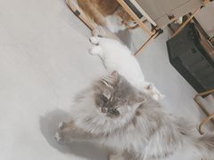 -Heymao猫咖.咖啡厅(东门店)