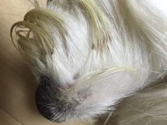 派多格宠物店(晋丰大厦店)-派多格宠物(鼓楼店)