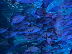 -太平洋海底世界