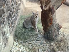 -青藏高原野生动物园