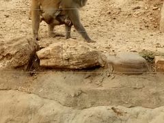 -石家庄市动物园