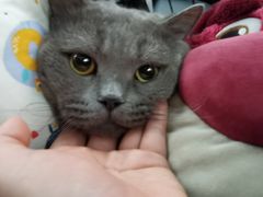 -佳怡动物医院·平价24小时·猫专科骨外科