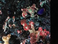 -暹罗海洋世界