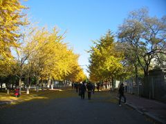 银杏-辽宁大学(崇山校区)