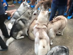 -TrueLove @ Neverland (Husky Cafe)