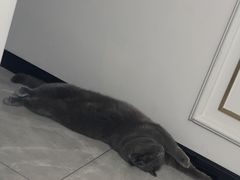 -瑞派名望24h动物医院异宠专科·猫专科·骨科·重症监护分院
