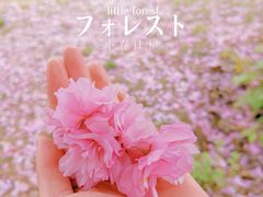 -清凉山国家森林公园