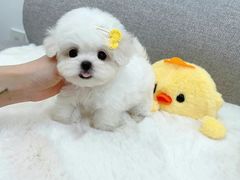 -萌宠之家·腊肠犬·马尔泰·小体犬舍