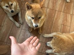 -柴犬高等学院·狗咖·柴犬售卖·宠物训练