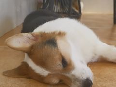 -Let's go狗咖·猫咖·奶狗·桌游(春熙路IFS店)