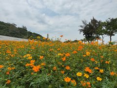 -野狸岛