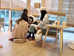 -南京Hallo宠物乐园·哈罗犬舍·柴犬繁育基地