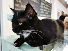 -Heymao猫咖.咖啡厅(东门店)