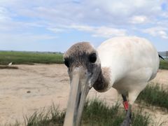 -盐城丹顶鹤湿地生态旅游区