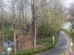 -合肥滨湖国家森林公园