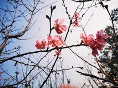 -狐尾山公园