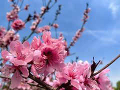 -石家庄市植物园