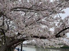 -高东镇樱花园