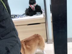 -宠福鑫康馨动物医院·骨科·眼科