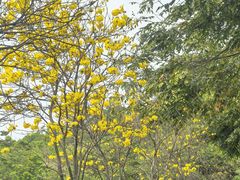 -东莞植物园