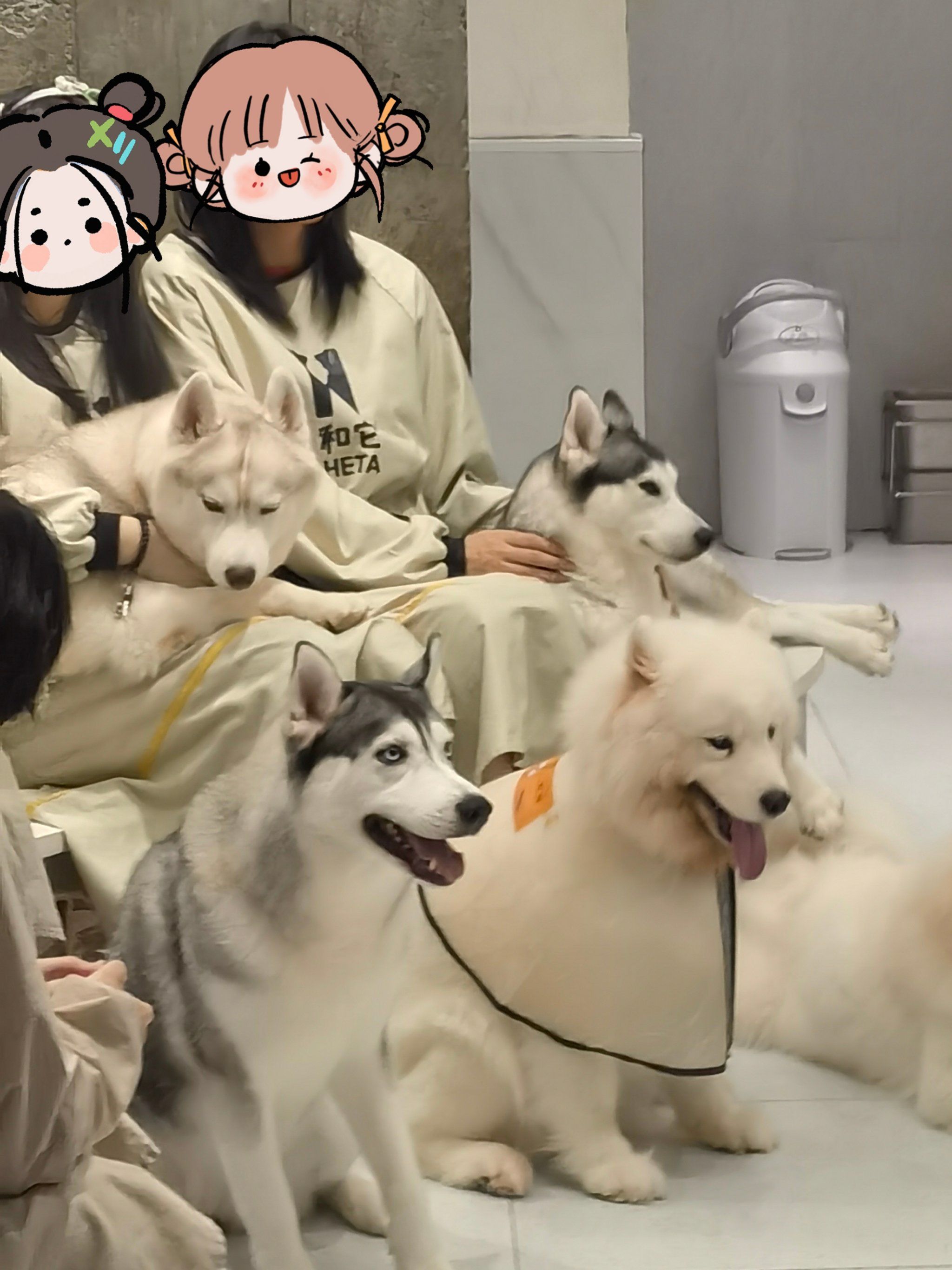 雪地三傻
被狗子们包围的快乐啊啊啊啊
含狗量极高🆙
快乐