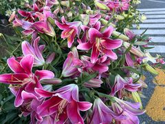 -荷兰花海