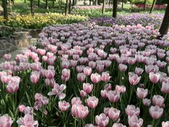 -洛阳郁金香牡丹园