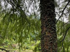 -深圳仙湖植物园