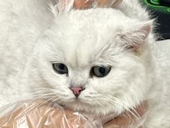 -博特宠物医院24h犬猫全科.骨科·异宠