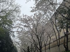 -武汉大学-樱园