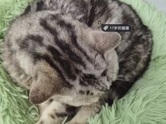 -喵的天空名猫咖啡馆·撸猫·猫舍·用品